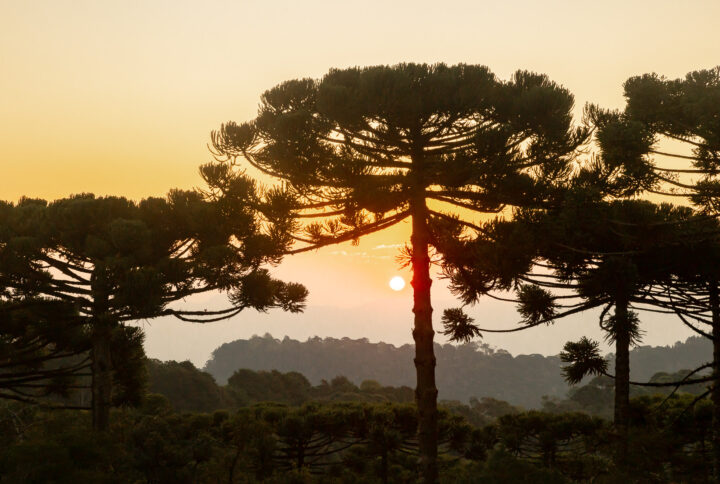 Campos do Jordão Design Festival celebra terceira edição com programação inédita e destaque internacional